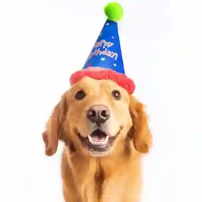 Image Alternative Text